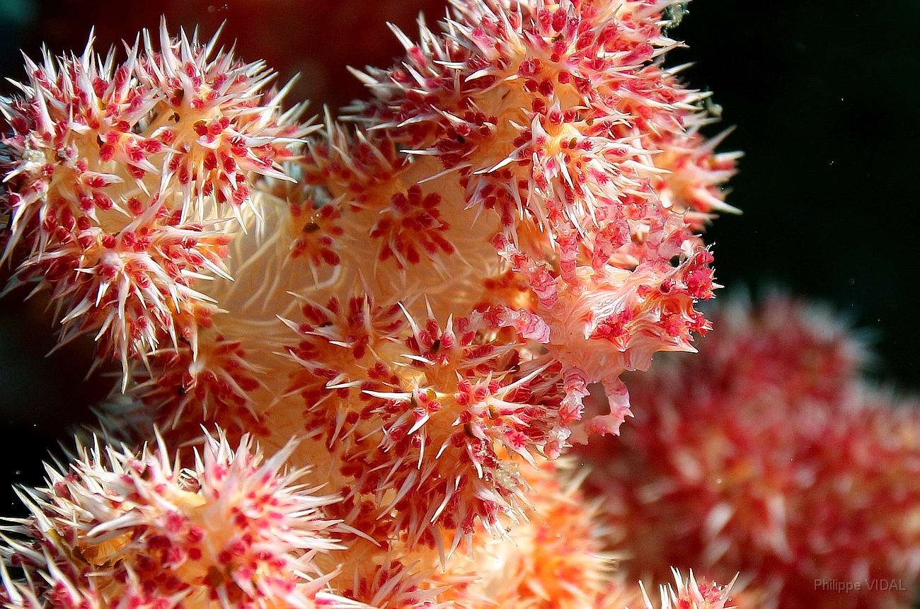 Raja Ampat 2016 - Hoplophrys oatesii - Crabe des alcyonaires - IMG_4431_rc.jpg